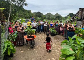 La entrega de 700 plántulas de cacao por parte del MAGA es una inversión agrícola. / Foto: MAGA.