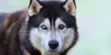 Los perros pueden comprender ciertas palabras emitidas por los humanos, / Foto: National Geographic en Español.