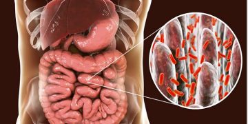 Investigadores descubren en el microbioma cientos de moléculas como potenciales antibióticos.