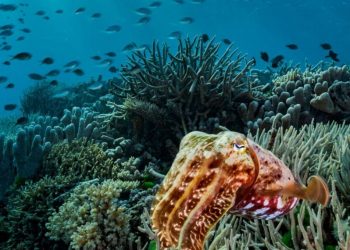 2024: un año devastador para la Gran Barrera de Coral, que UNESCO declara fuera de peligro