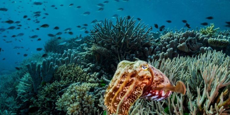 2024: un año devastador para la Gran Barrera de Coral, que UNESCO declara fuera de peligro