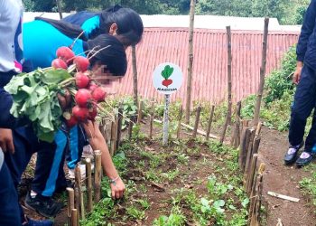 Huertos escolares, una herramienta pedagógica./ Foto: MAGA.