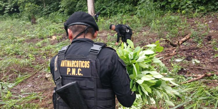 Desmantelan y erradican plantación de hoja de coca en Petén