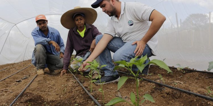Convocatoria para transformar el campo, únete al MAGA como extensionista