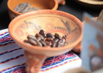 MAGA impulsa el crecimiento del cacao en Centroamérica