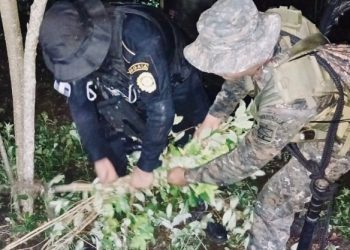 PNC y Ejército eliminan cultivos de coca valorados en 10.6 millones de quetzales en Alta Verapaz