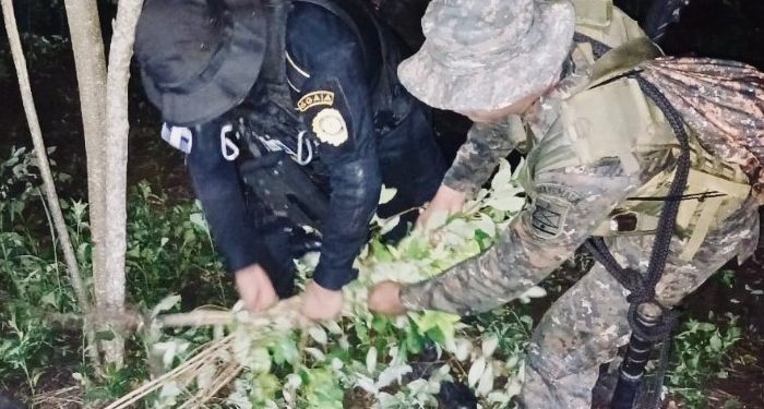 PNC y Ejército eliminan cultivos de coca valorados en 10.6 millones de quetzales en Alta Verapaz