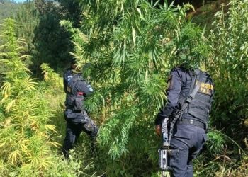 Operativos antinarcóticos durante la semana permiten decomiso de más de tres millones de quetzales en droga