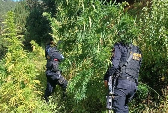Operativos antinarcóticos durante la semana permiten decomiso de más de tres millones de quetzales en droga