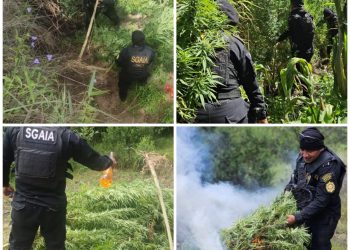 Erradicación de marihuana en Totonicapán. / Foto: PNC.