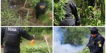 Erradicación de marihuana en Totonicapán. / Foto: PNC.