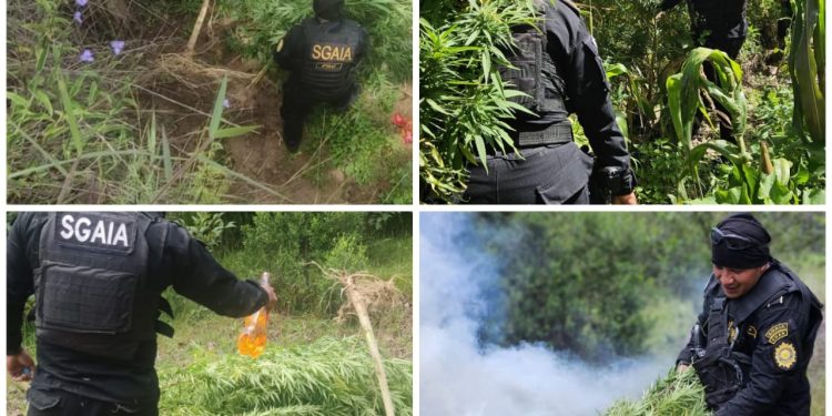 Erradicación de marihuana en Totonicapán. / Foto: PNC.