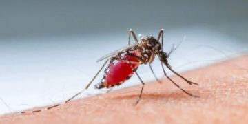 Los mosquitos son los principales portadores del dengue. /Foto: PAHO.