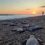 Anuncian temporada de anidación de tortugas marinas en la costa del Pacífico de Guatemala
