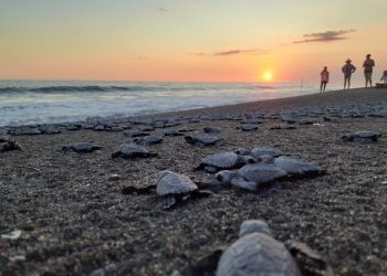 Anuncian temporada de anidación de tortugas marinas en la costa del Pacífico de Guatemala