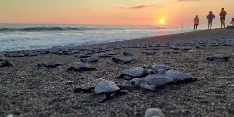 Anuncian temporada de anidación de tortugas marinas en la costa del Pacífico de Guatemala