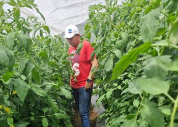 Familias de Olopa mejoran su seguridad alimentaria con macro túneles