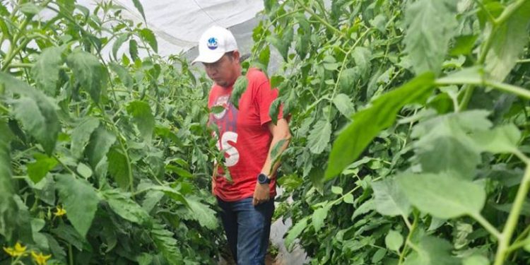 Familias de Olopa mejoran su seguridad alimentaria con macro túneles