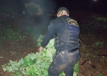 Desmantelan red de narcotráfico en Petén, más de 8 mil plantas de coca erradicadas