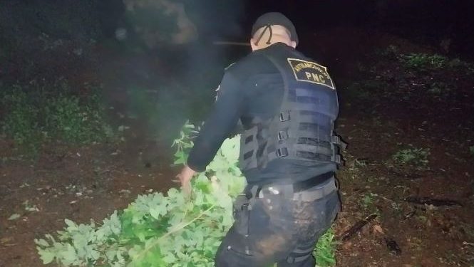 Desmantelan red de narcotráfico en Petén, más de 8 mil plantas de coca erradicadas