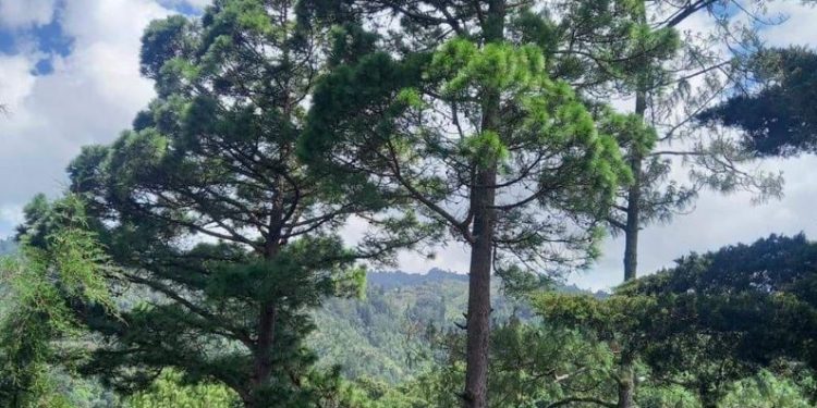 Fortalecen la conciencia ambiental con jornadas de reforestaciÃ³n en Jalapa