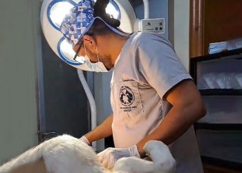 Acciones para el control y seguridad canina en Quetzaltenango