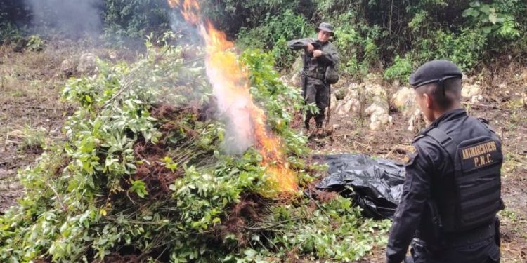 Erradican plantaciones de hoja de coca y marihuana.