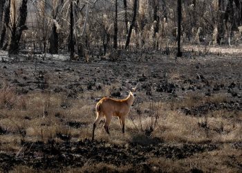 La Amazonía padece una crisis sin precedentes a causa del incremento de los incendios forestales.
