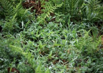 Recomendaciones del MAGA ante la llegada de lluvias intensas