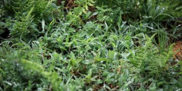 Recomendaciones del MAGA ante la llegada de lluvias intensas