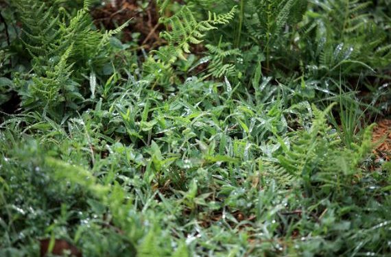 Recomendaciones del MAGA ante la llegada de lluvias intensas