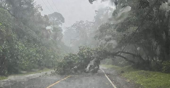 Lluvias provocan inundaciones, caída de árboles y congestionamiento en varias zonas