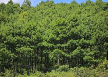 USAID brindará apoyo de 16 millones 900 mil dólares para proyectos ambientales en el país.