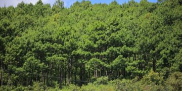 USAID brindará apoyo de 16 millones 900 mil dólares para proyectos ambientales en el país.