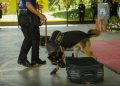 Culmina curso de detección de sustancias para guías y agentes K-9