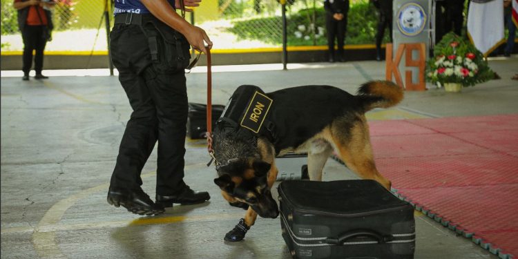 Culmina curso de detección de sustancias para guías y agentes K-9