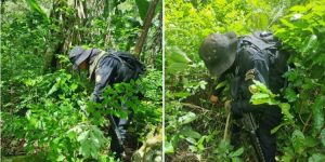 Las autoridades antinarcóticos en Guatemala con frecuencia erradican plantaciones de hoja de coca.