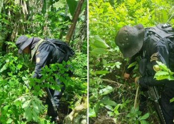Las autoridades antinarcóticos en Guatemala con frecuencia erradican plantaciones de hoja de coca.