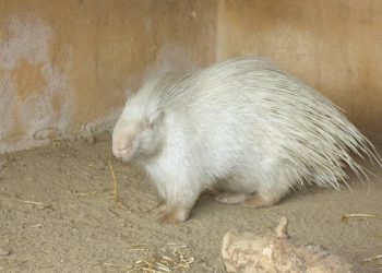 Ejemplar de puercoespín albino. / Foto: El Periódico.