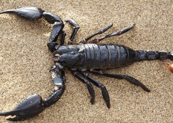 Estudian poder de los venenos animales. / Foto: Gwana Vet.