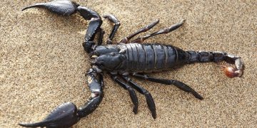 Estudian poder de los venenos animales. / Foto: Gwana Vet.