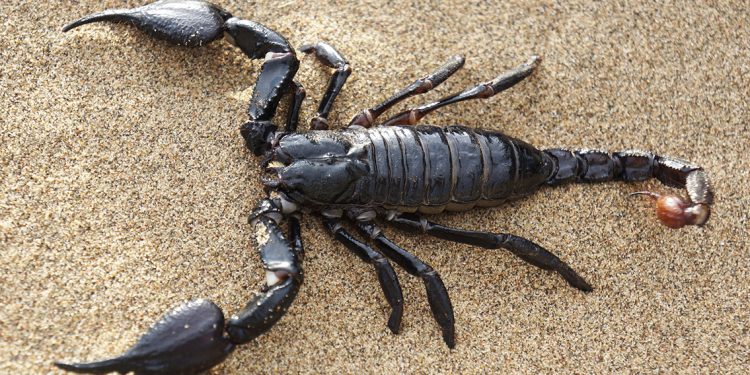 Estudian poder de los venenos animales. / Foto: Gwana Vet.