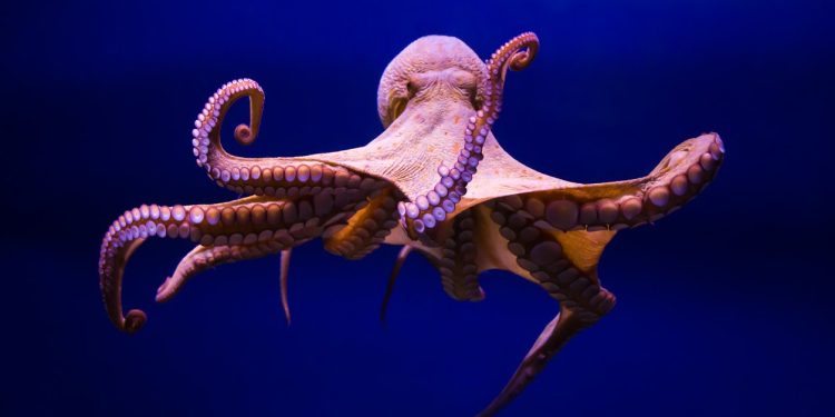 Estudio revela relación entre pulpos y peces para cazar. / Foto: National Geographic España.