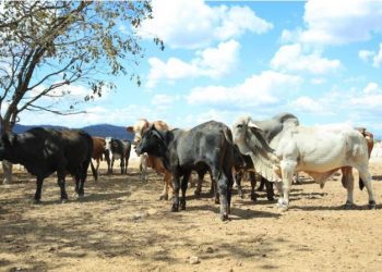 Guatemala refuerza medidas preventivas contra el gusano barrenador