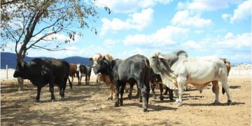 Guatemala refuerza medidas preventivas contra el gusano barrenador