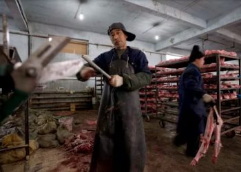 Las granjas peleteras de China son reservorios de virus con alto riesgo de transmisión a humanos.
