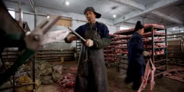 Las granjas peleteras de China son reservorios de virus con alto riesgo de transmisión a humanos.