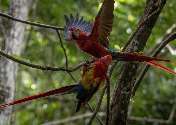 La organización Wildlife Conservation Society monitorea las guacamayas rojas liberadas durante su periodo de adaptación a su hábitat natural.