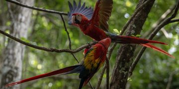 La organización Wildlife Conservation Society monitorea las guacamayas rojas liberadas durante su periodo de adaptación a su hábitat natural.