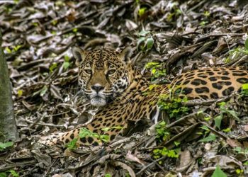 EE. UU. invertirá 17 millones de dólares para la conservación de la biodiversidad